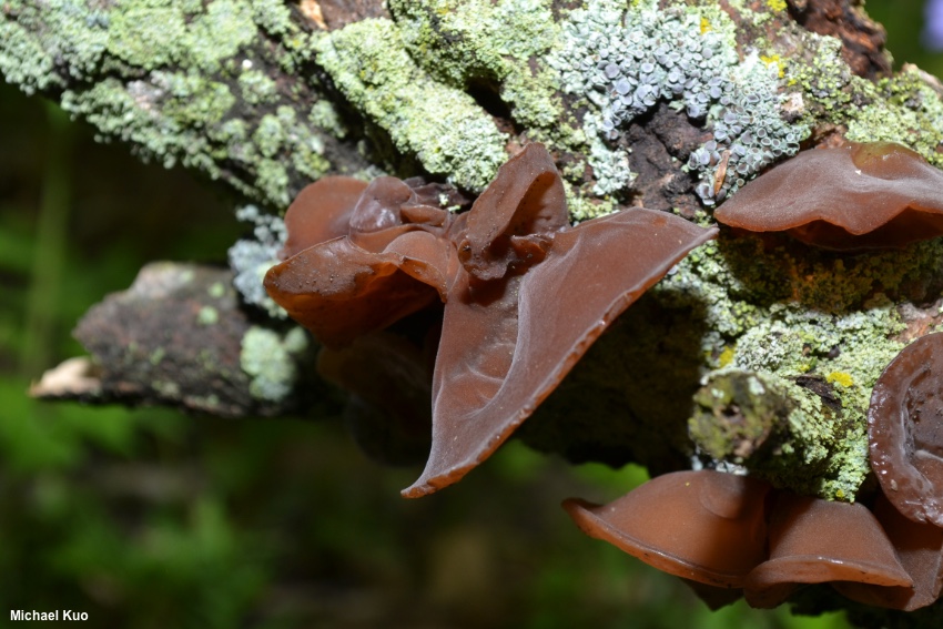 Wood ear fungus